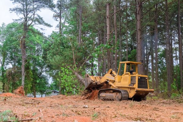 Trees Clearing in Midlothian