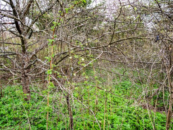 Underbrush Clearing in Midlothian