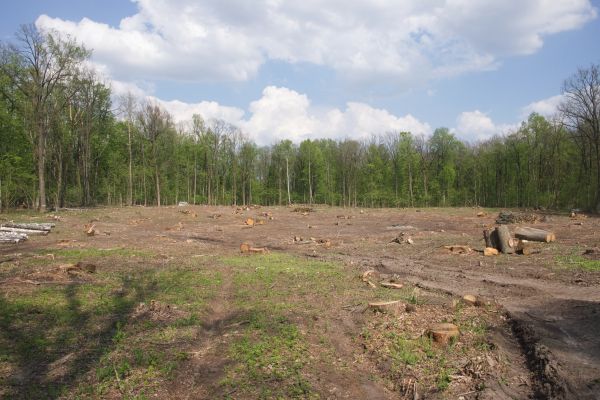 Pasture Clearing in Midlothian
