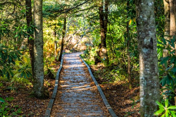 Trail Clearing in Midlothian